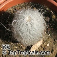 Cephalocereus senilis, Old Man Cactus 