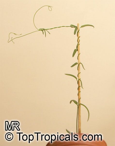 Ceropegia debilis, Ceropegia linearis ssp. debilis, Rosary Vine