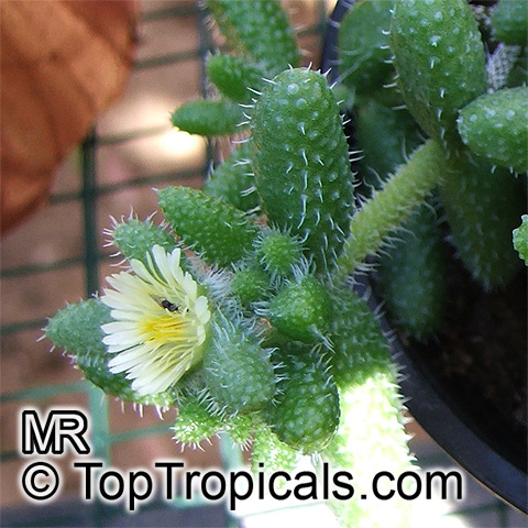 Delosperma echinatum, Pickle Plant, Pickle Cactus