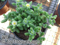 Delosperma echinatum, Pickle Plant, Pickle Cactus

Click to see full-size image
