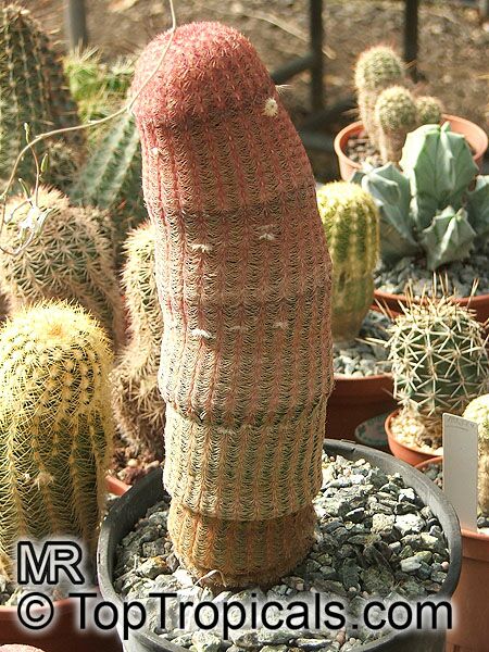 Echinocereus rigidissimus, Cereus pectinatus var. rigidissimus, Echinocereus pectinatus var. rigidissimus, Arizona Rainbow Hedgehog Cactus, Cabeza de Viejo