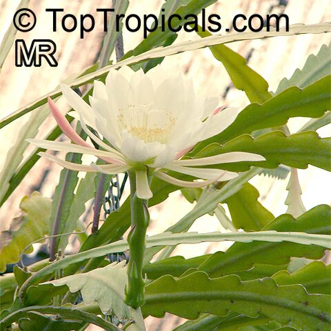 Epiphyllum sp., Orchid Cactus, Leaf Cactus