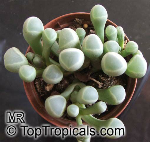Fenestraria rhopalophylla, Fenestraria aurantiaca, Window Plant. Fenestraria rhopalophylla subsp. aurantiaca