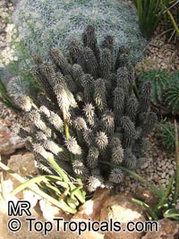 Hoodia sp., Hoodia

Click to see full-size image