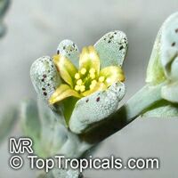 Lenophyllum guttatum, Sharpleaf Lenophyllum

Click to see full-size image
