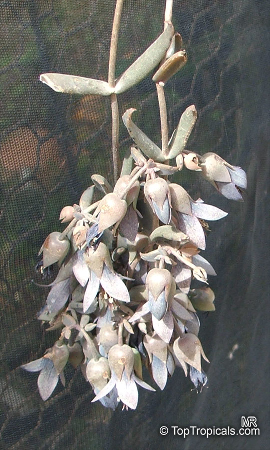 Bryophyllum beauverdii, Kalanchoe beauverdii, Kalanchoe
