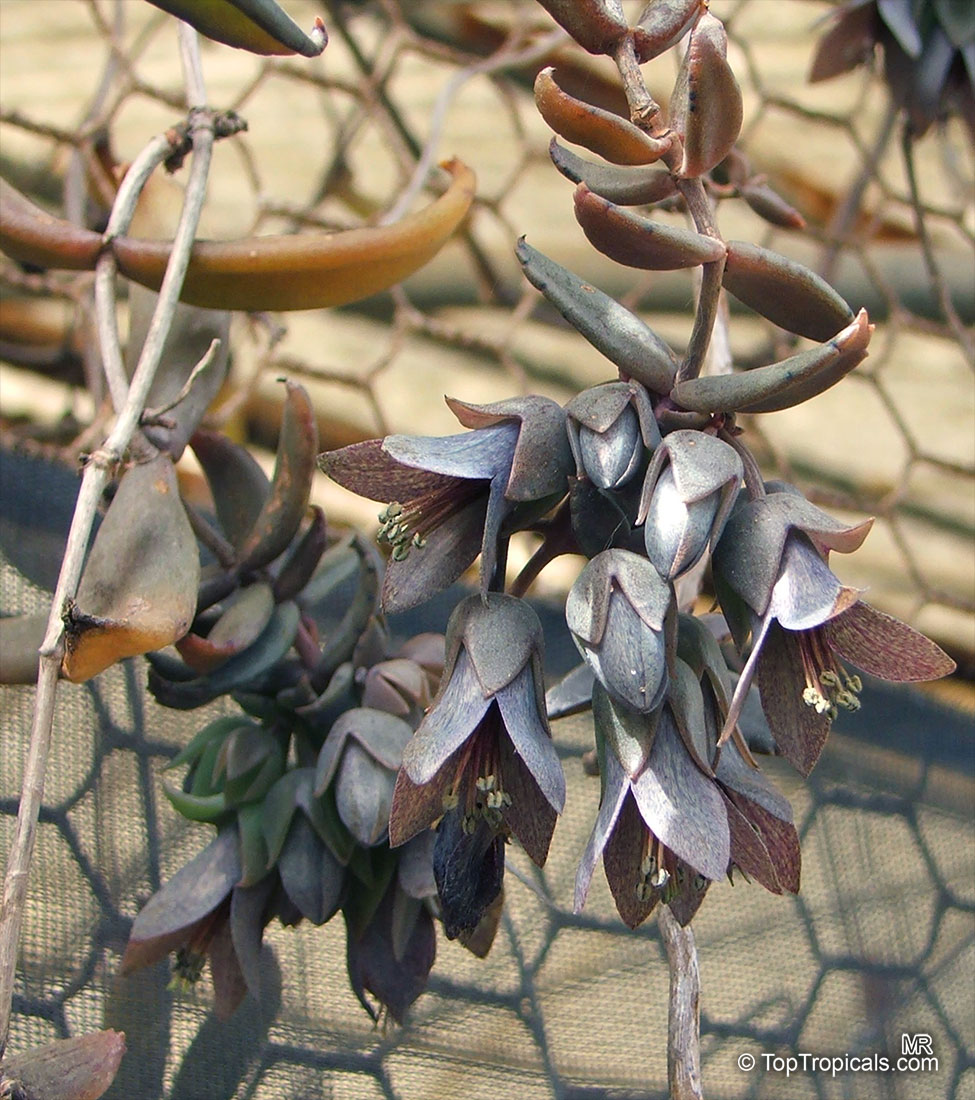 Bryophyllum beauverdii, Kalanchoe beauverdii, Kalanchoe