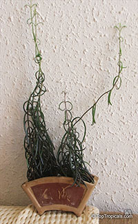 Bryophyllum beauverdii, Kalanchoe beauverdii, Kalanchoe

Click to see full-size image