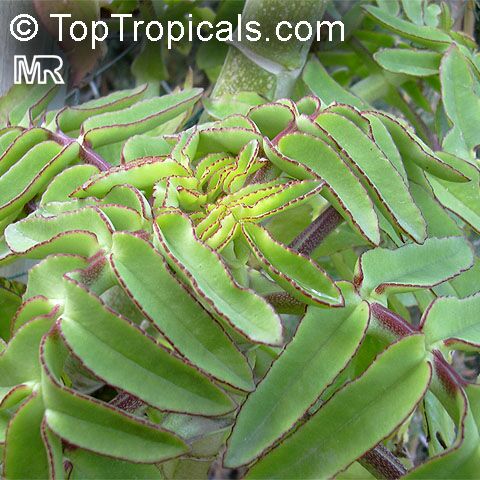 Kalanchoe (Bryophyllum) prolifera - Blooming Boxes