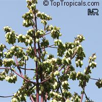 Bryophyllum proliferum, Kalanchoe prolifera, Blooming Boxes

Click to see full-size image