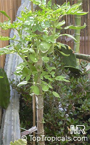 Bryophyllum proliferum, Kalanchoe prolifera, Blooming Boxes