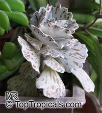 Kalanchoe rhombopilosa, Pies from Heaven 

Click to see full-size image
