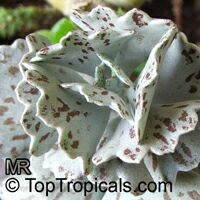 Kalanchoe rhombopilosa, Pies from Heaven 

Click to see full-size image