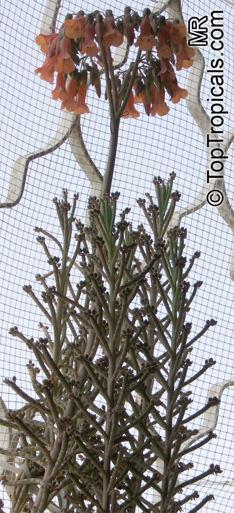 Bryophyllum delagoense, Kalanchoe delagoensis, Kalanchoe tubiflora, Bryophyllum tubiflorum, Bryophyllum verticillatum, Chandelier plant