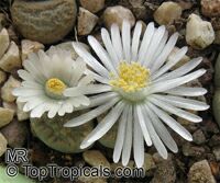 Lithops sp., Living Stones

Click to see full-size image