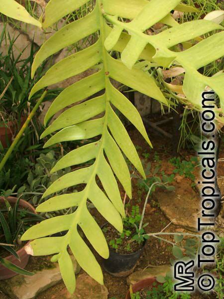 Selenicereus chrysocardium, Epiphyllum chrysocardium, Marniera chrysocardium, Marniera, Fern Leaf