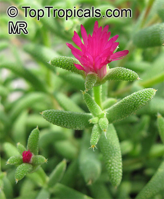 Mesembryanthemum sp., Ice Plant, Livingstone Daisy. Mesembryanthemum barbatum (?)