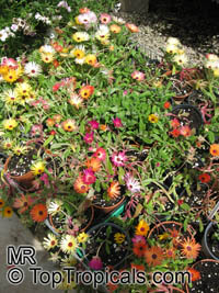 Mesembryanthemum sp., Ice Plant, Livingstone Daisy

Click to see full-size image