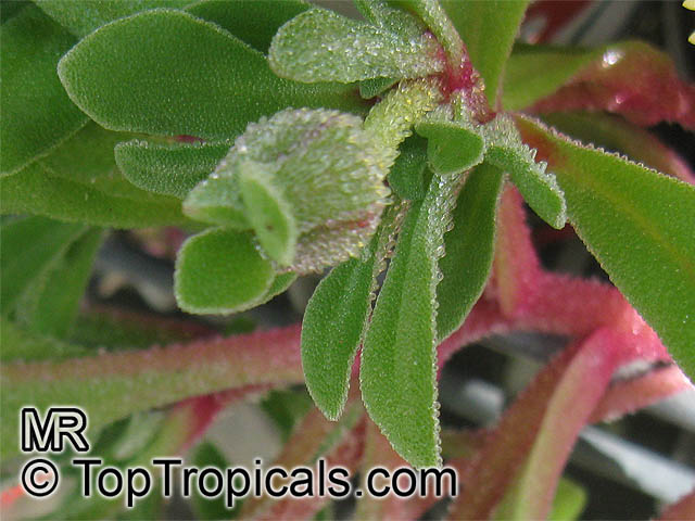 Mesembryanthemum sp., Ice Plant, Livingstone Daisy. Mesembryanthemum criniflorum, Dorotheanthus bellidiformis