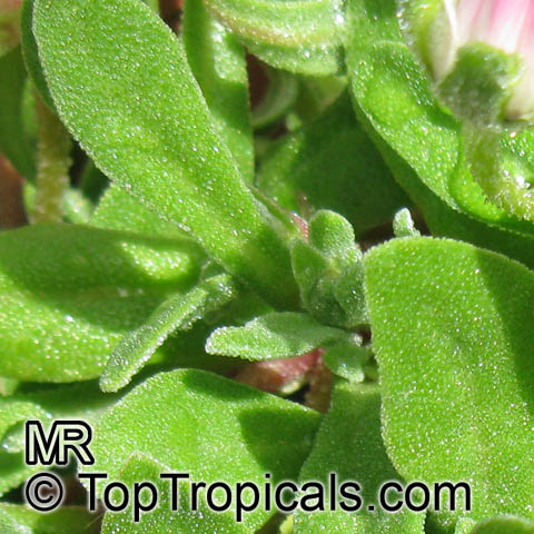 Mesembryanthemum sp., Ice Plant, Livingstone Daisy. Mesembryanthemum criniflorum, Dorotheanthus bellidiformis