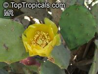 Opuntia sp., Prickly Pear

Click to see full-size image
