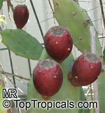 Opuntia sp., Prickly Pear