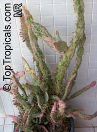 Opuntia sp., Prickly Pear

Click to see full-size image