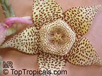 Orbea variegata, Stapelia variegata, Starfish Flower, Star Flower, Toad Cactus

Click to see full-size image