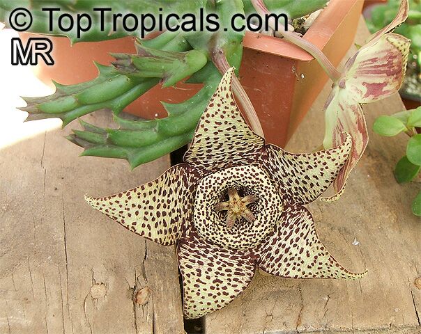 Orbea variegata, Stapelia variegata, Starfish Flower, Star Flower, Toad Cactus