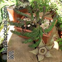 Orbea variegata, Stapelia variegata, Starfish Flower, Star Flower, Toad Cactus