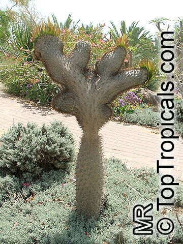 Pachypodium lamerei, Madagascar Palm. Pachypodium lamerei f. cristata