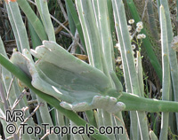 Euphorbia lomelii, Pedilanthus macrocarpus, Slipper Plant, Gallito. Euphorbia lomelii f. cristata