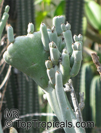 Euphorbia lomelii, Pedilanthus macrocarpus, Slipper Plant, Gallito

Click to see full-size image