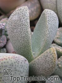 Pleiospilos sp., Split Rock

Click to see full-size image