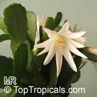 Hatiora gaertneri, Rhipsalidopsis gaertneri, Schlumbergera gaertneri, Easter Cactus 

Click to see full-size image