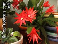 Hatiora gaertneri, Rhipsalidopsis gaertneri, Schlumbergera gaertneri, Easter Cactus 