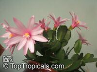 Hatiora gaertneri, Rhipsalidopsis gaertneri, Schlumbergera gaertneri, Easter Cactus 

Click to see full-size image