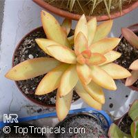 Sedum adolphi, Golden Sedum