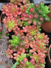 Sedum rubrotinctum, Jelly Beans, Brown Beans, Christmas Cheer

Click to see full-size image