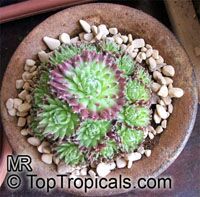 Sempervivum sp., Houseleeks, Hen and Chicks

Click to see full-size image