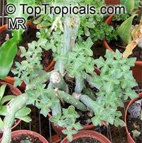 Curio articulatus, Senecio articulatus, Kleinia articulata, Hot Dog Cactus, Candle Plant

Click to see full-size image