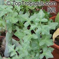 Curio articulatus, Senecio articulatus, Kleinia articulata, Hot Dog Cactus, Candle Plant

Click to see full-size image