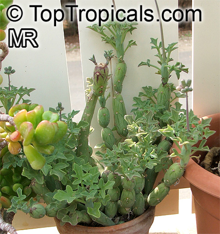Curio articulatus, Senecio articulatus, Kleinia articulata, Hot Dog Cactus, Candle Plant