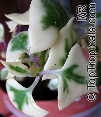 Senecio macroglossus, Flowering Ivy, Cape Ivy, Natal Ivy, Wax Vine