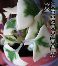 Senecio macroglossus, Flowering Ivy, Cape Ivy, Natal Ivy, Wax Vine

Click to see full-size image