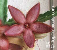 Stapelia sp., Starfish Flower, Giant Toad Flower, Carrion Flower

Click to see full-size image