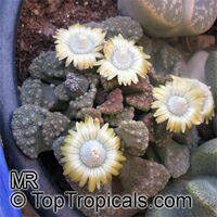 Titanopsis sp., Titanopsis, Living Stone

Click to see full-size image