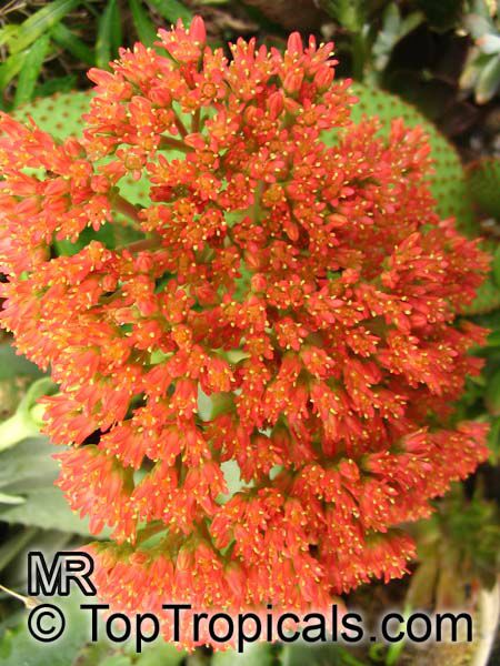 Crassula falcata, Crassula perfoliata var. falcata, Propeller Plant, Scarlet Paintbrush, Airplane Plant