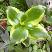 Crassula sarmentosa, Showy Trailing Jade

Click to see full-size image