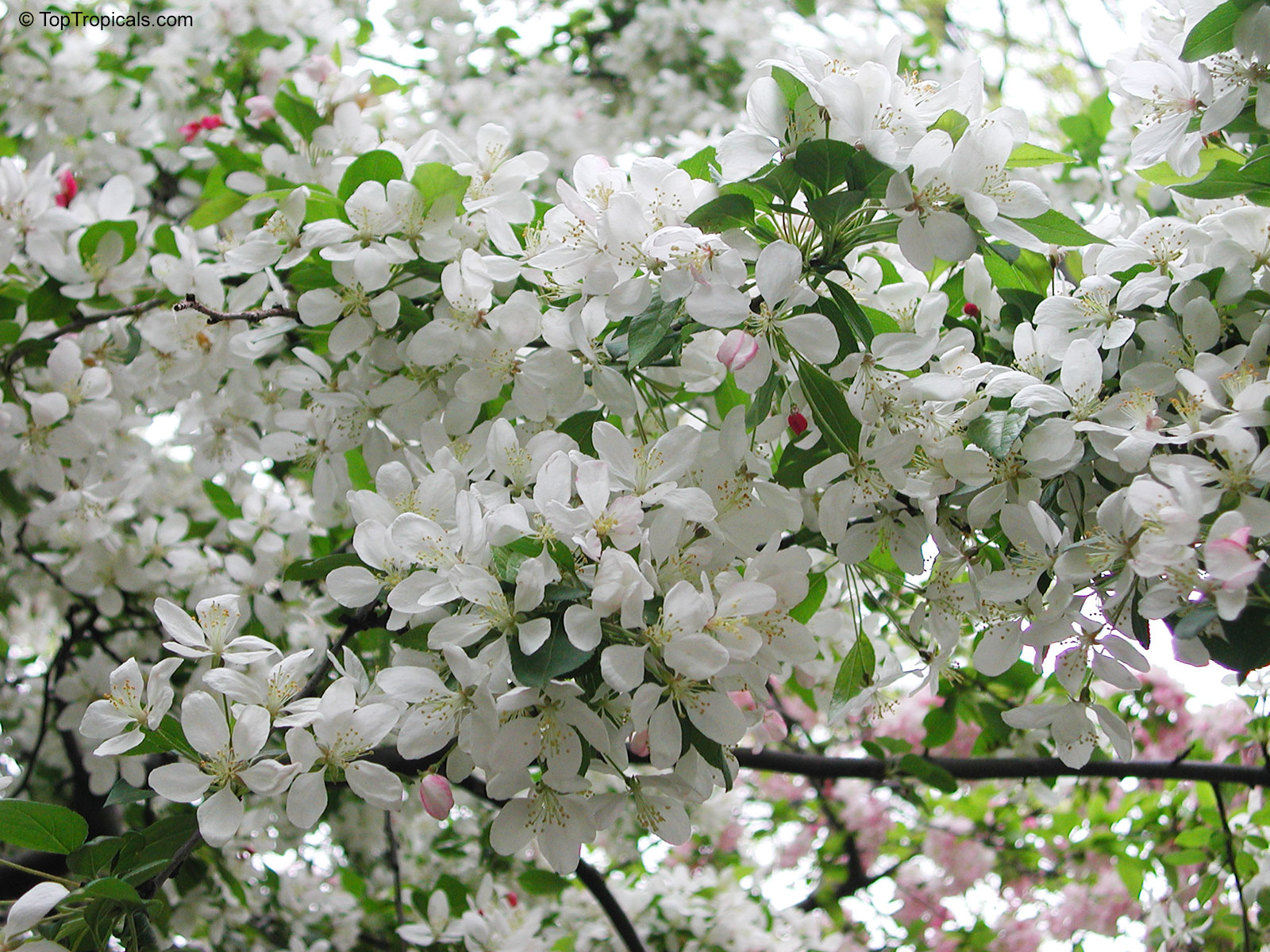 Malus sp., Apple Malus sp., Apple